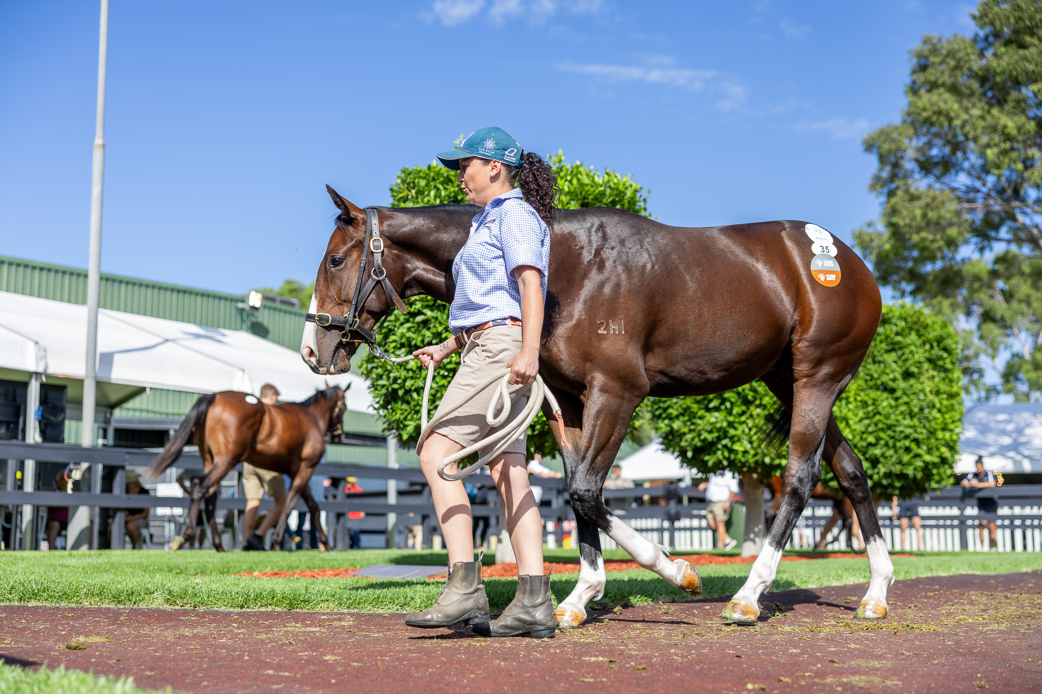 2024 Adelaide Magic Millions Sales Recap Country Racing SA